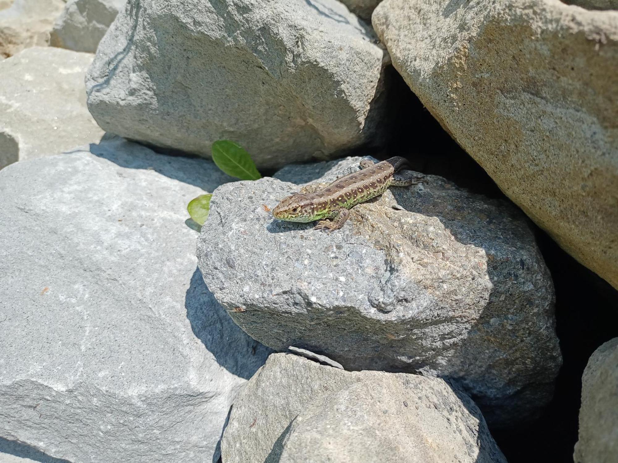 Hortensjowy Zakatek W Pieninach Sromowce Wyzne Bagian luar foto